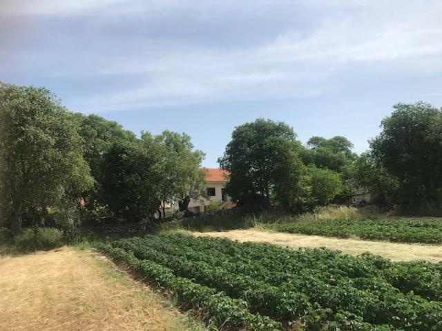 Family Friendly Holiday Home "Ana" Σίμπενικ Εξωτερικό φωτογραφία